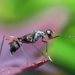 ant