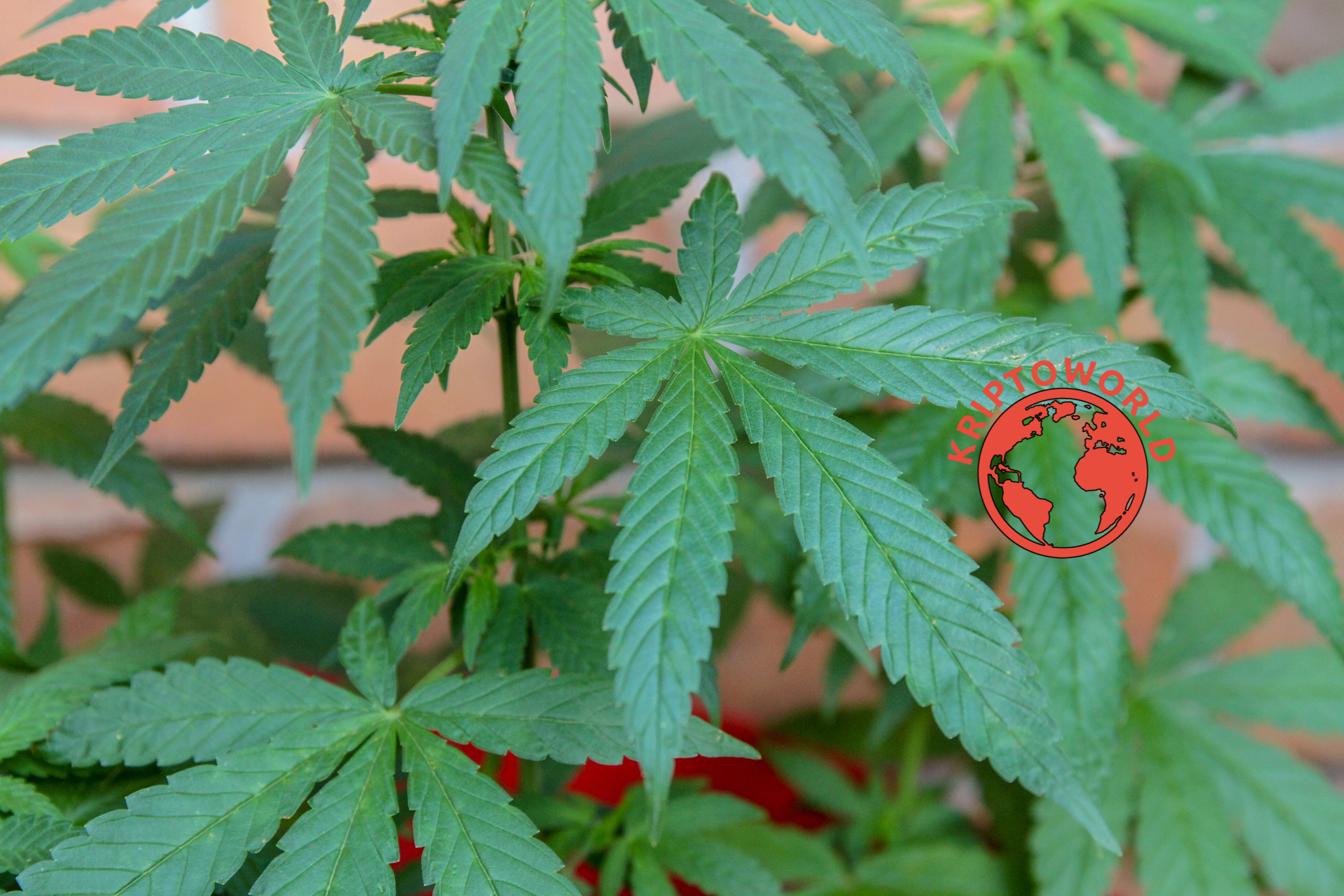 Egy milliárdos elindítaná az első kannabiszhoz kötött stabilkoint Egy milliárdos elindítaná az első kannabiszhoz kötött stabilkoint
