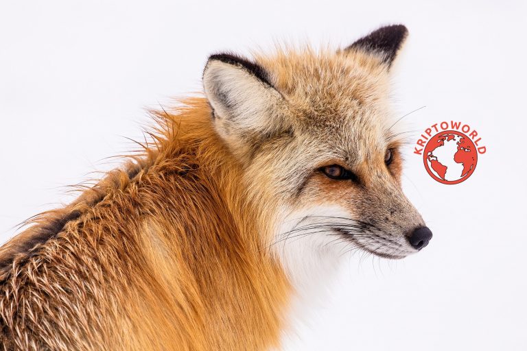 A MetaMask napi 200.000 dollárt keres az Ethereum-tokenek cseréin