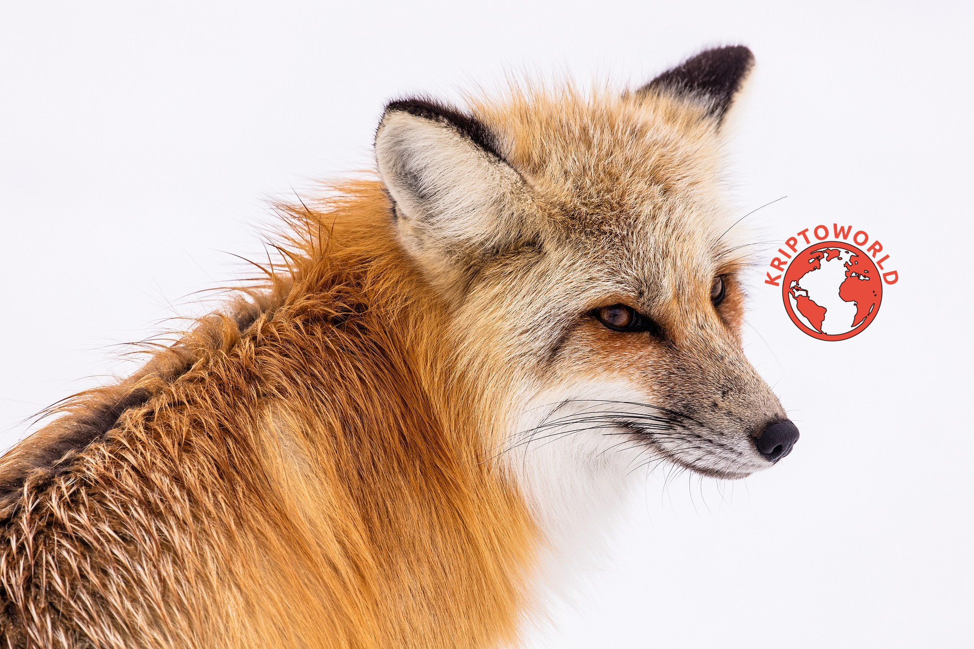 Már több mint egymillióan használják a Metamask ethertárcáját