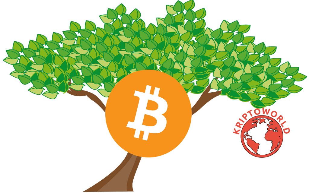Bitcoin ciklusok: Bitcoin fa?