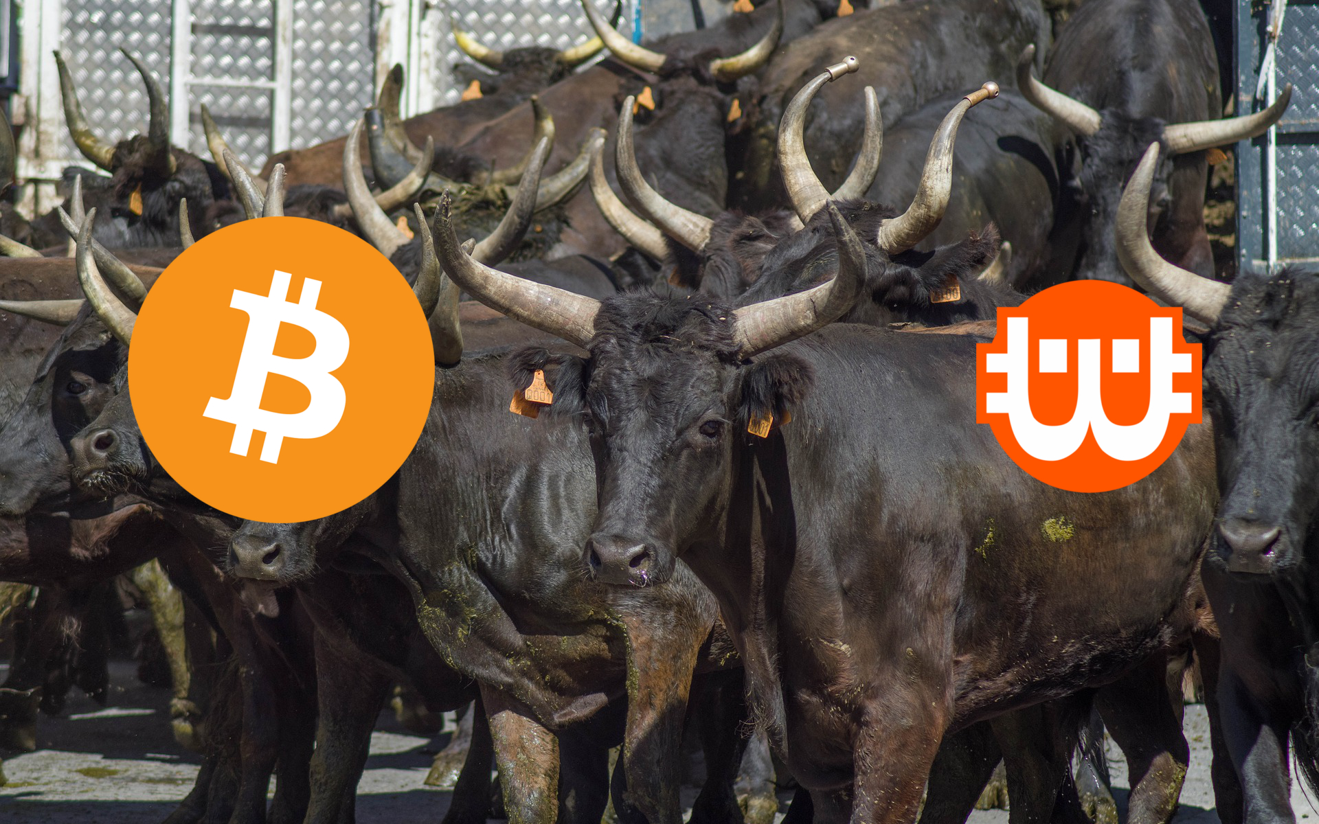 A bitcoin-bikák új kedvenc trükkje: még az esést is bikásnak mondják