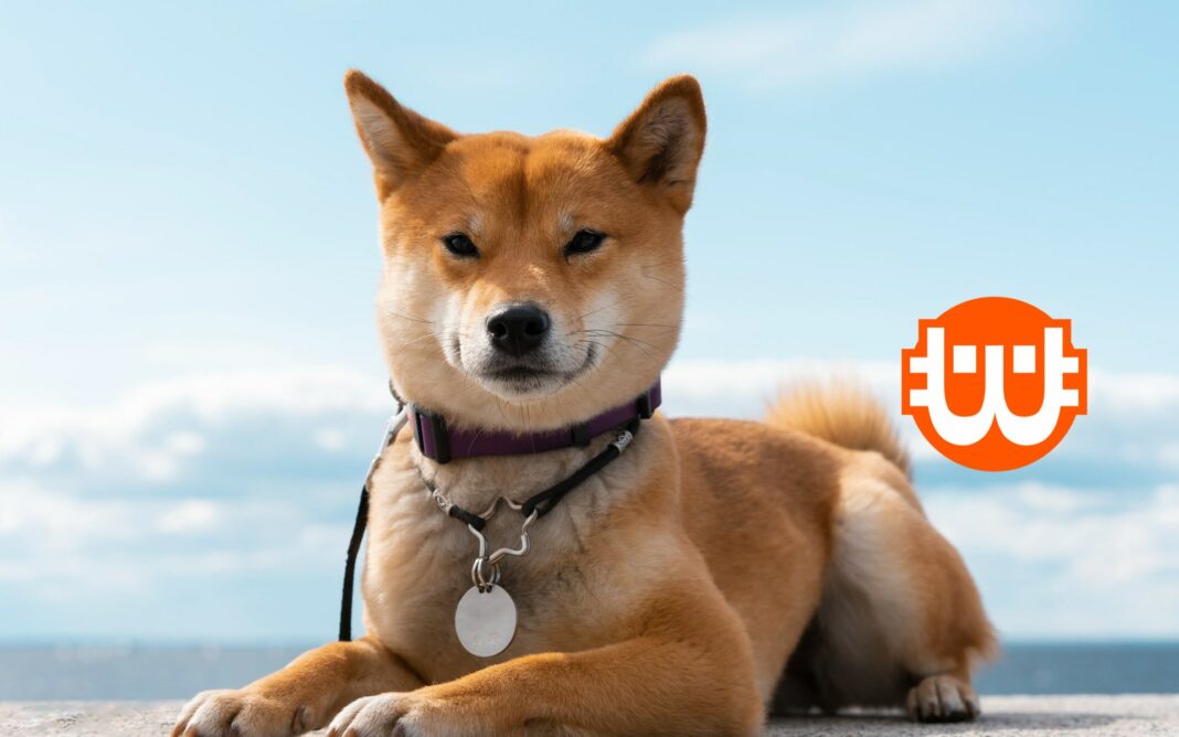 Shiba Inu