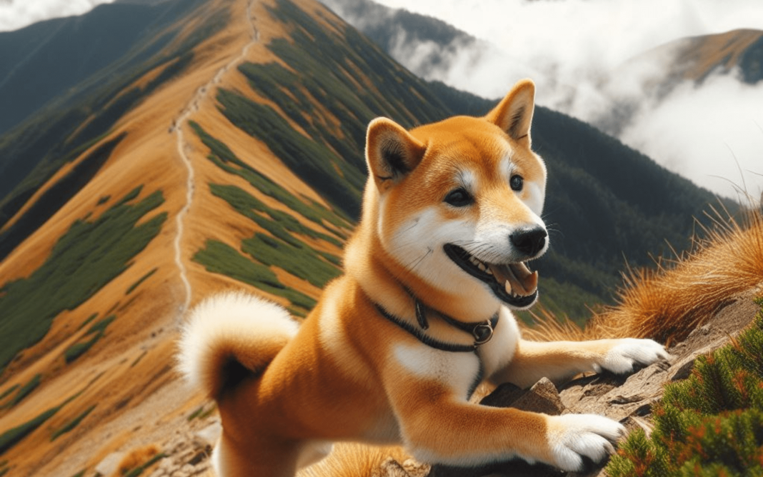 Shiba Inu