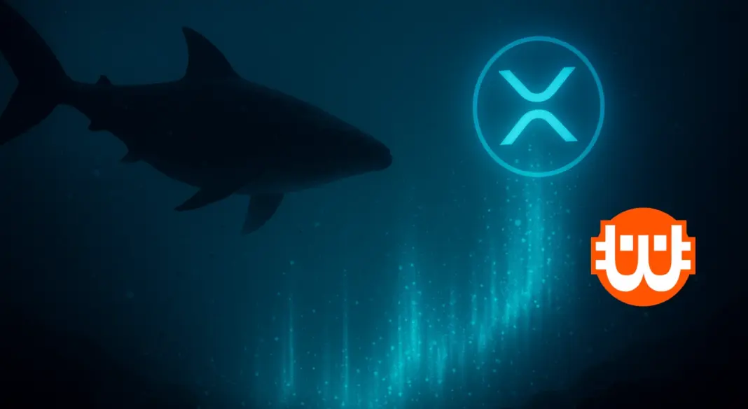 Az XRP nagyhalak visszahúzódnak, mégis 7 éves csúcson az akkumuláció – közeledik a nagy fordulat?