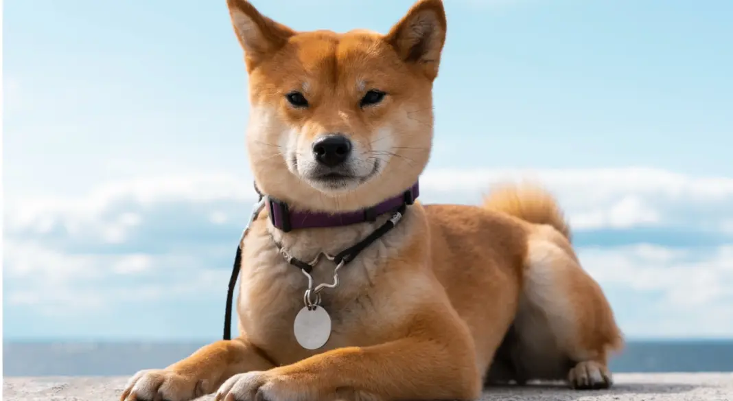A SHIB piacán nő az eladási nyomás