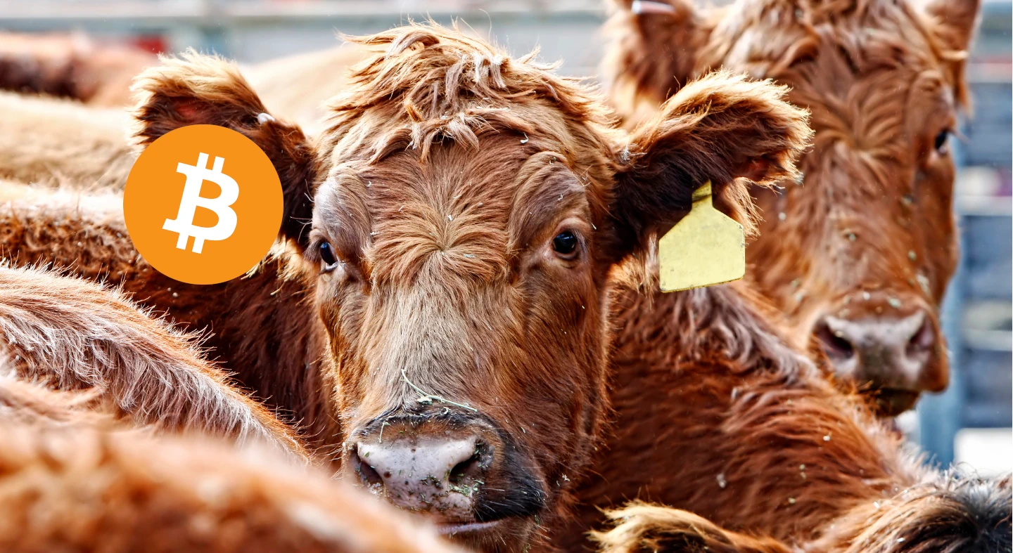 A Bitcoin környezeti hatása a marhahúsiparéval vetekszik egy tanulmány szerint